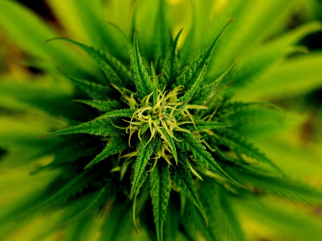 Spectrum Cannabis Marijuana