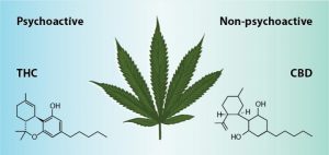 The difference between THC and CBD