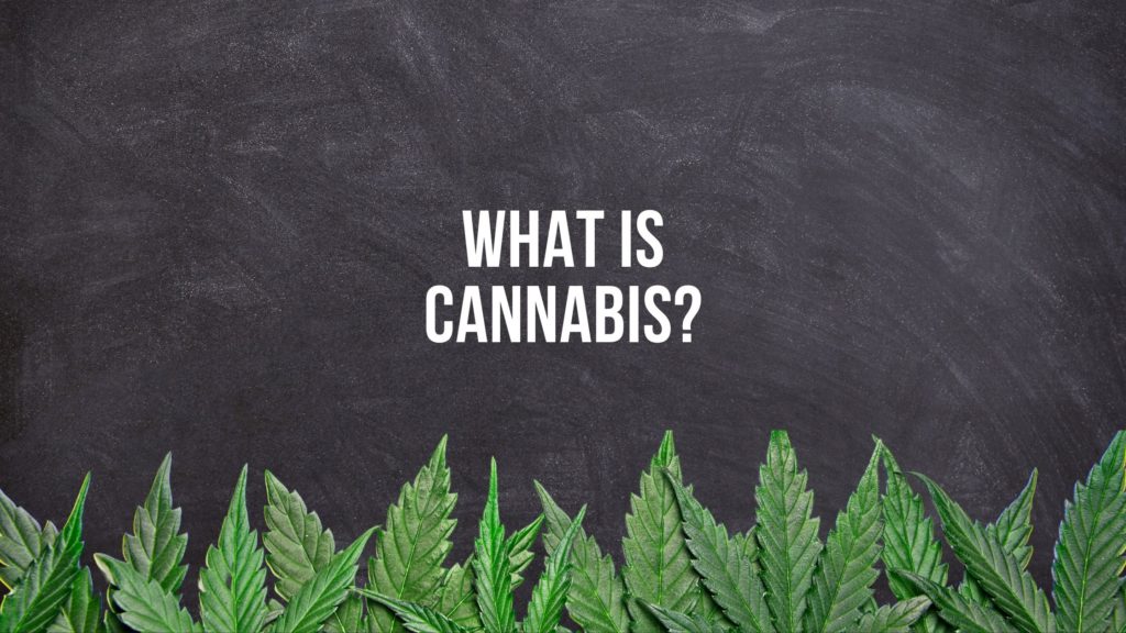 What is cannabis