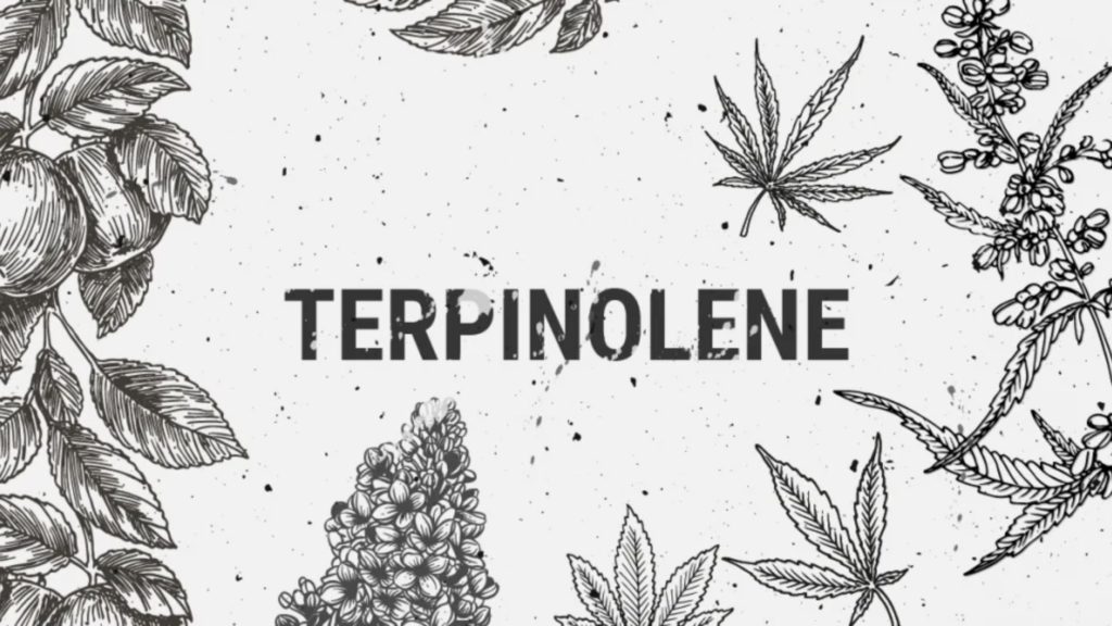cannabis-terpene-terpinolene-budderweeds