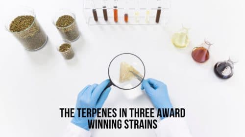 the-terpenes-in-three-award-winning-strains-budderweeds