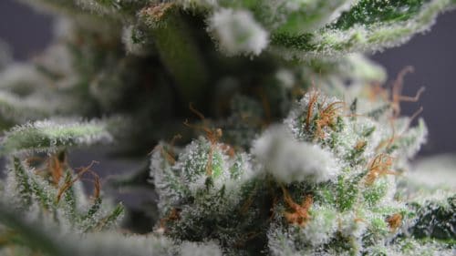 Peak-Leaf-cannabis-brand-reviews-budderweeds